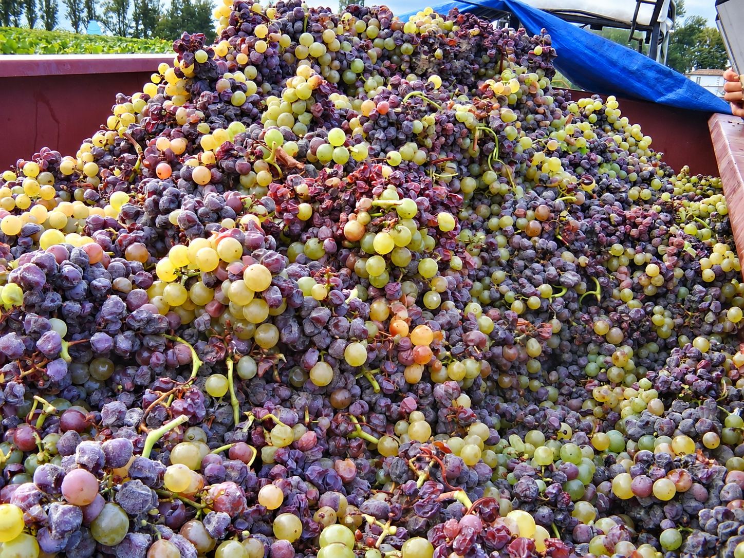 Benne remplie de raisins botrytisés vendangés